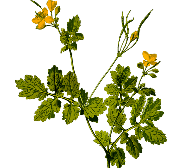 βότανο για την ανακούφιση του πόνου των όρχεων στους άνδρες